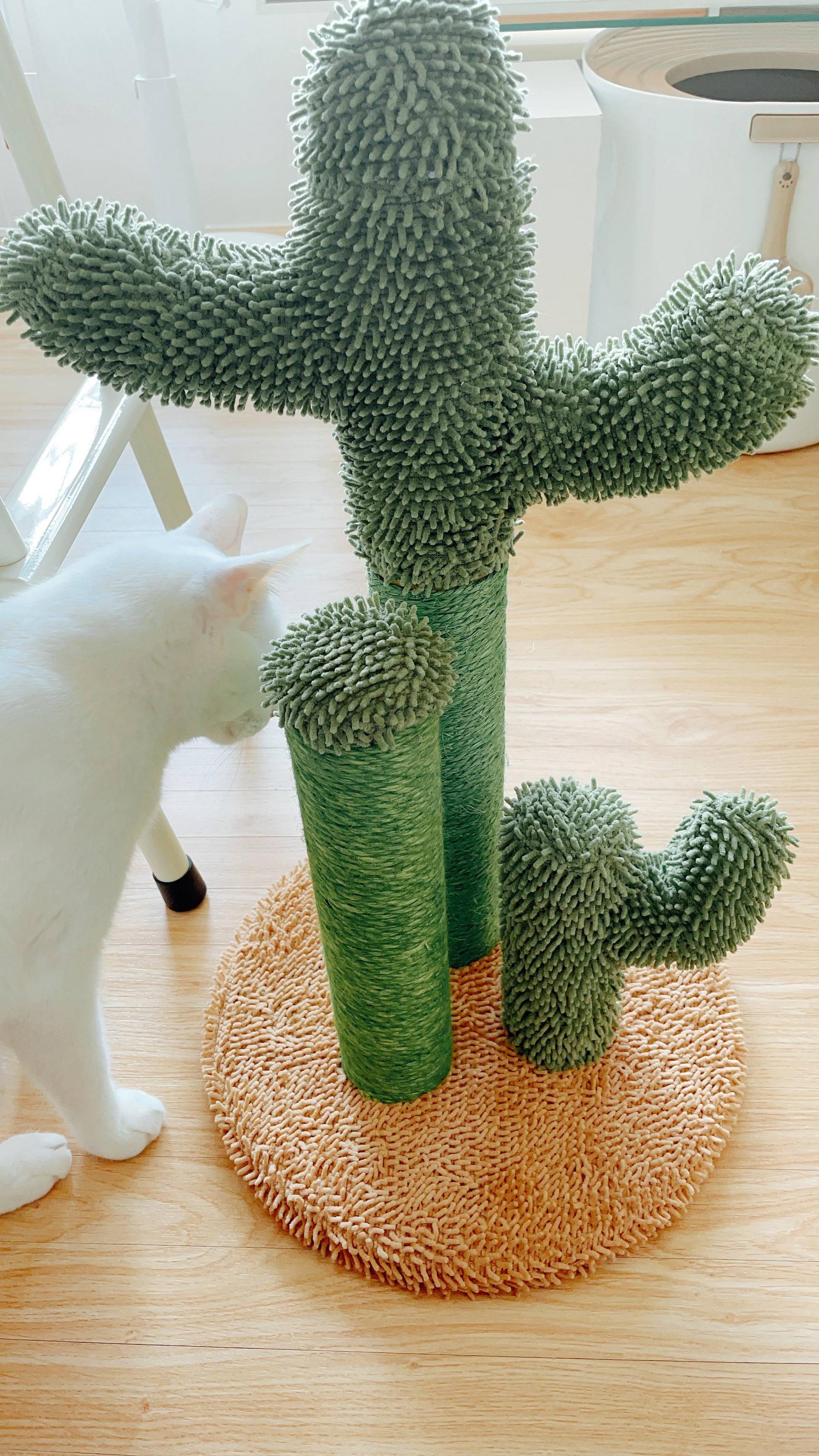 トライポフォビアの方注意 猫に誕プレ買ったー Nnn広報課 ねこねこネットワーク広報課