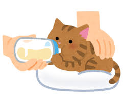 哺乳瓶でミルクを飲む猫 いらすとや