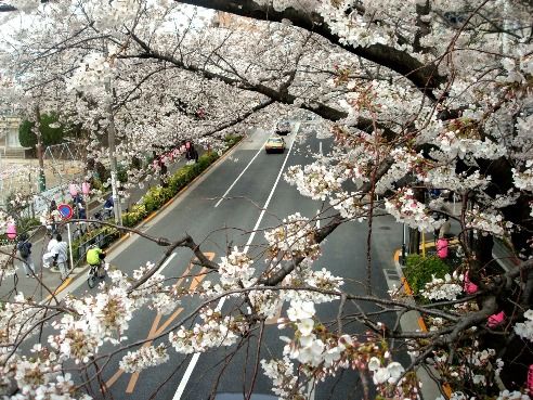 中野通り・新井小学校交差点-桜の名所