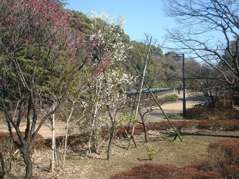 哲学堂公園の風景-梅