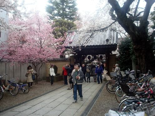 お花見-新井薬師梅照院