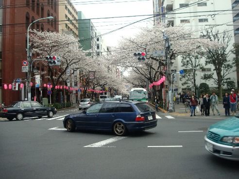 中野通り・新井交差点-桜の名所