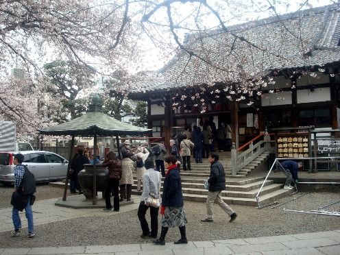 お花見-新井薬師梅照院