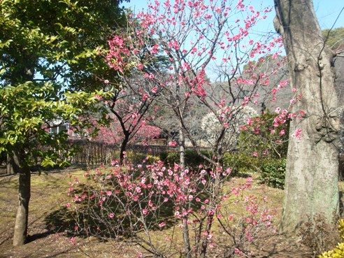 哲学堂公園の風景-梅