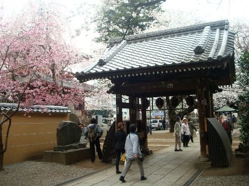 新井薬師 梅照院-桜の名所