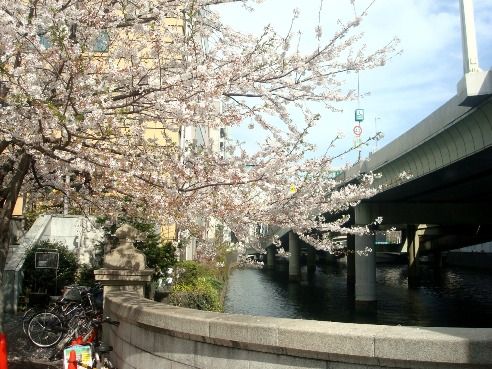 日本橋の桜