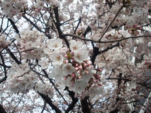 中野通り-桜並木