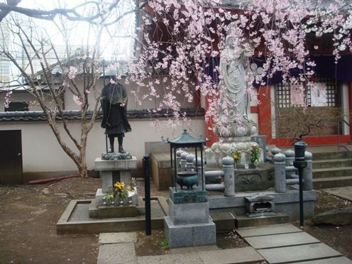 枝垂桜-新井薬師梅照院