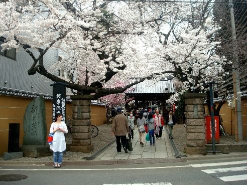 新井薬師 梅照院-桜の名所