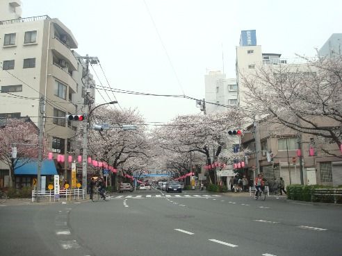 中野通り・新井五差路交差点-桜の名所