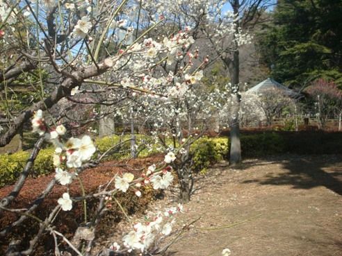 哲学堂公園の風景-梅
