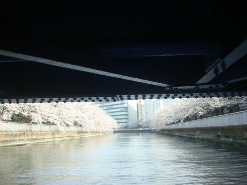 お花見クルーズ