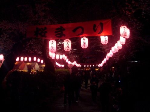 夜の新井薬師公園-第26回中野通り桜まつり