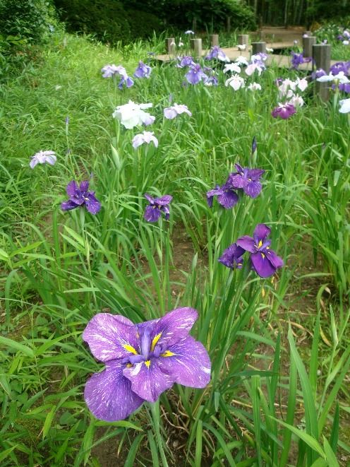 武者小路実篤記念館-花菖蒲