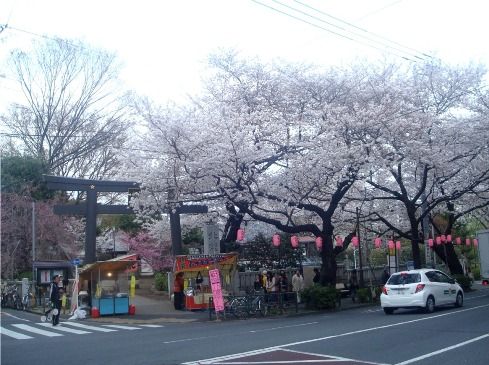 中野通り-桜並木