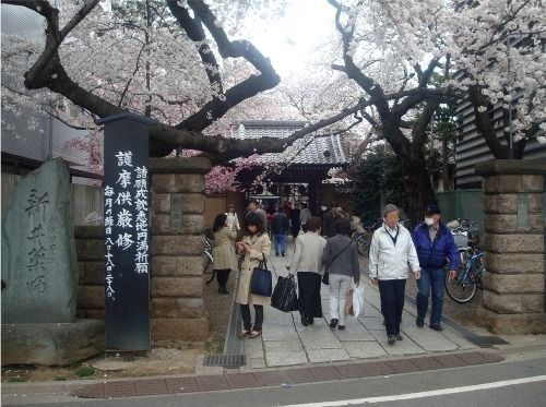 お花見-新井薬師梅照院