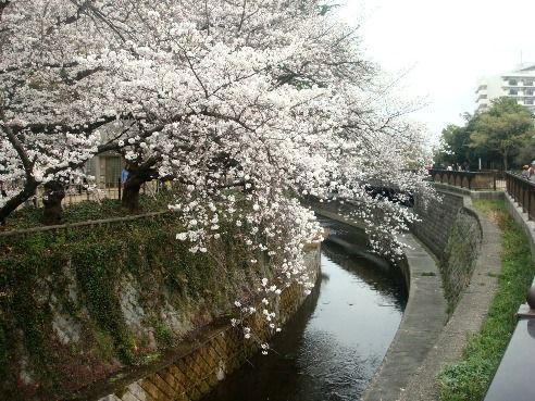 哲学堂公園-桜の名所