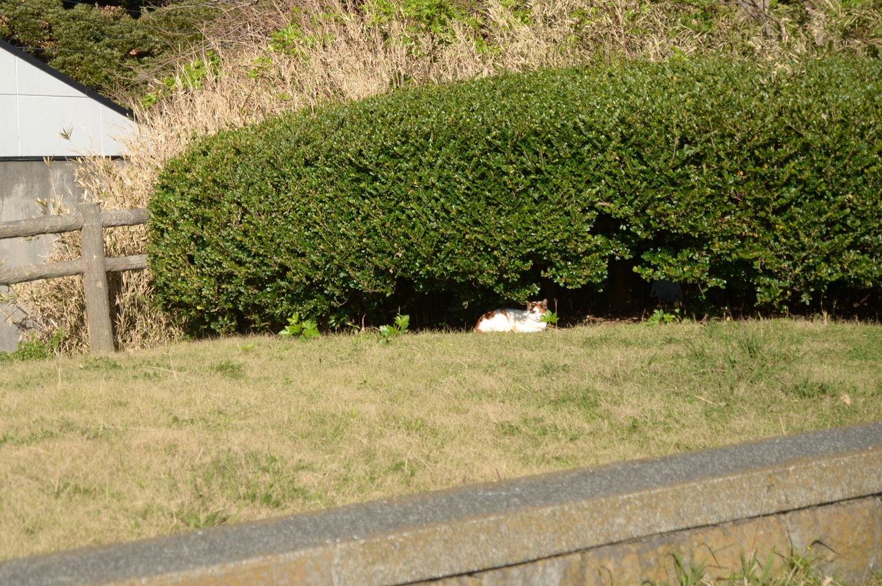 観音崎の猫1 一枚のフォトグラフ 観音崎の猫1 一枚のフォトグラフ