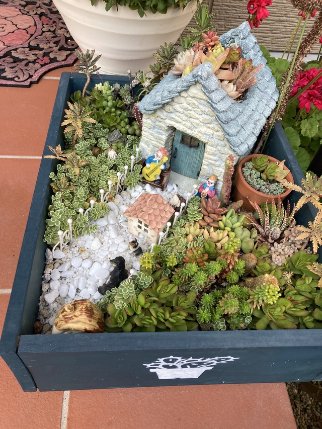 多肉植物 箱庭