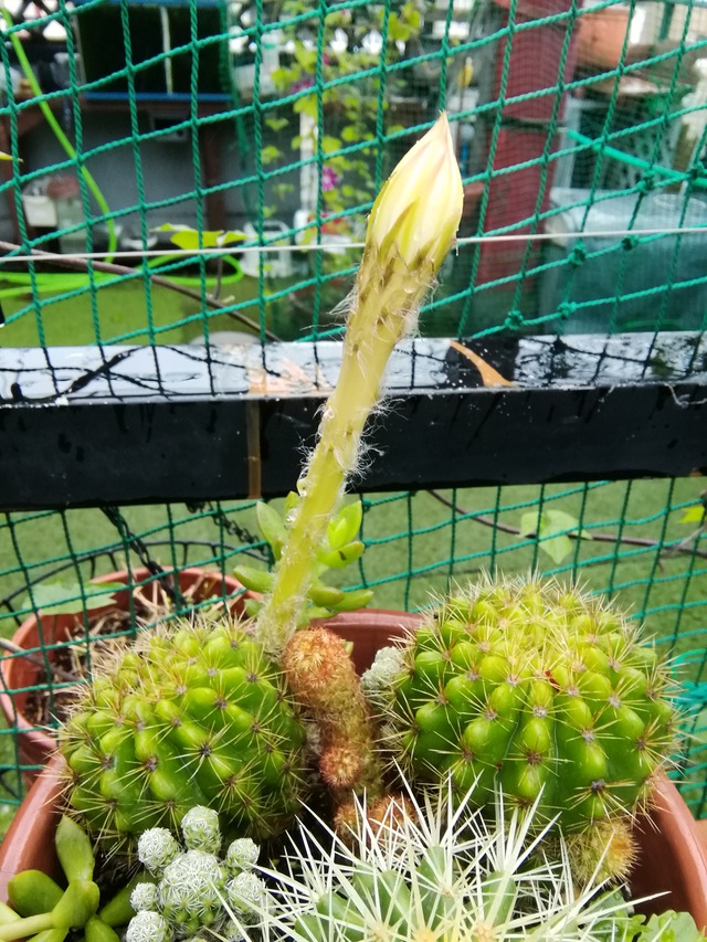 今夜 サボテン 金盛丸 の花が咲きました ぶんちゃんの日記 今夜 サボテン 金盛丸 の花が咲きました ぶんちゃんの日記