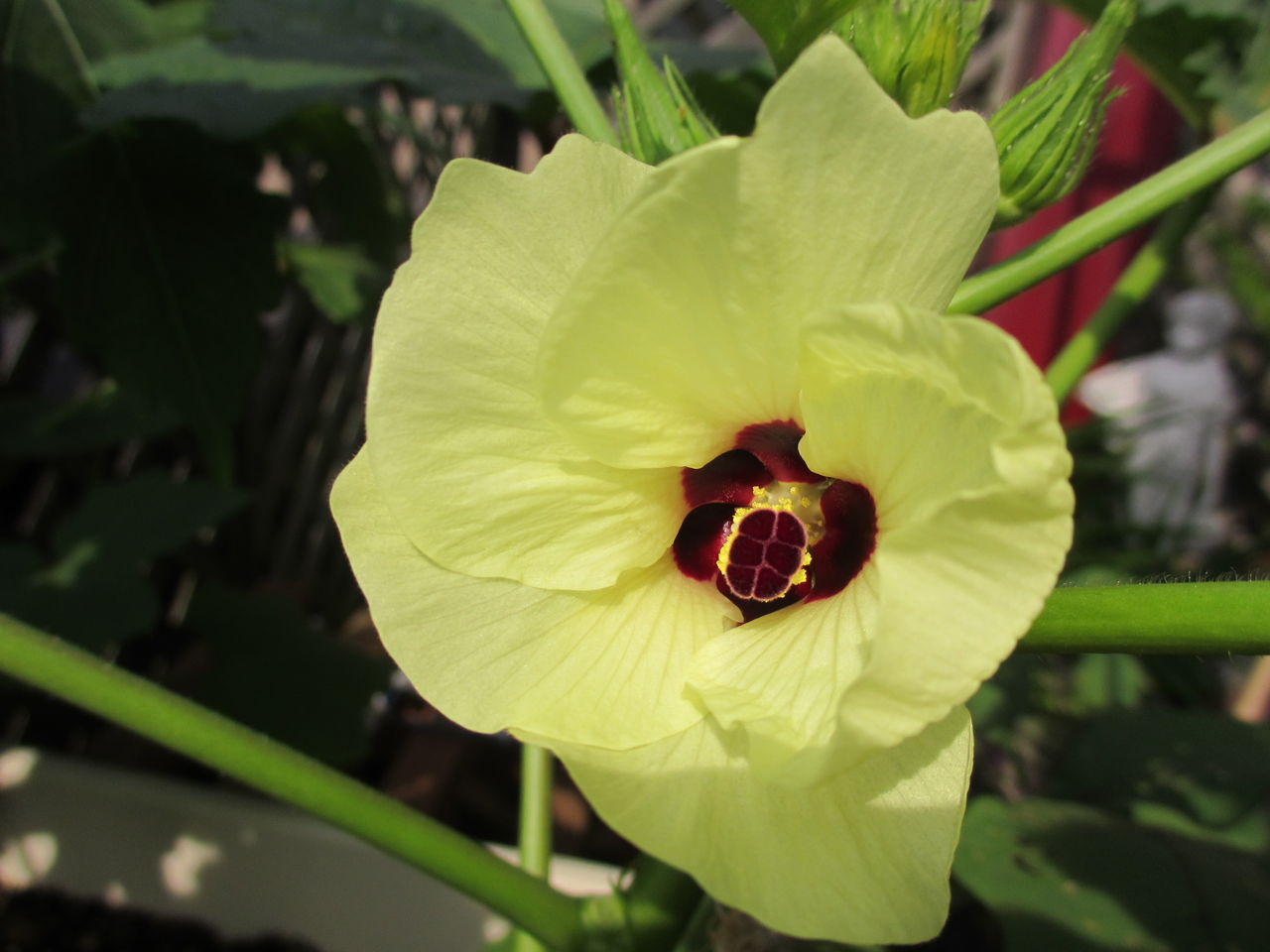 オクラのおいしい食べ方 生が一番 ぶんちゃんの日記