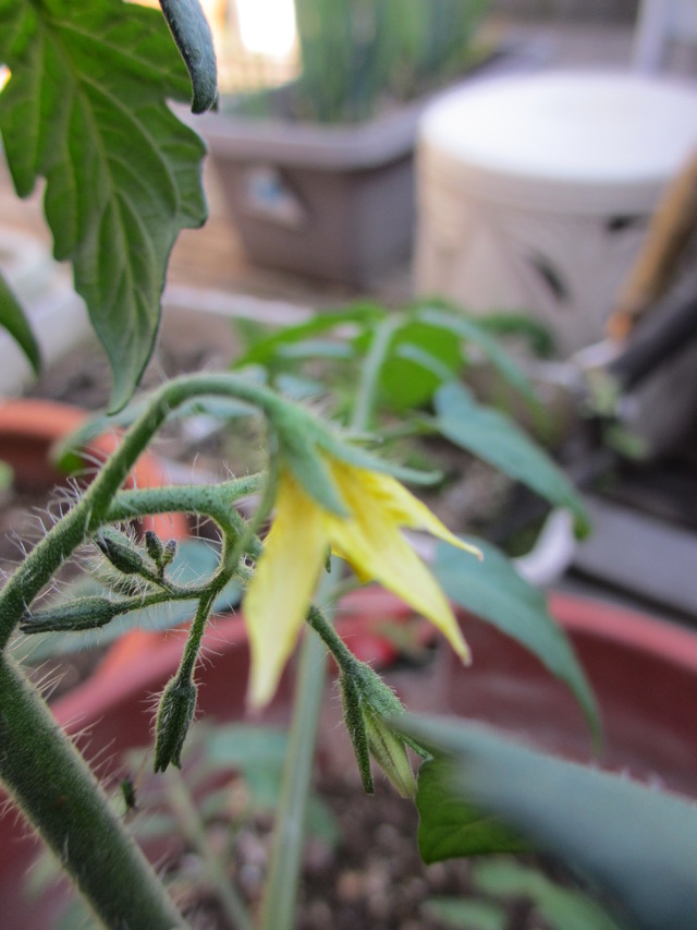 ミニトマトとピーマンの育て方 ぶんちゃんの日記