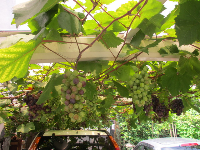 カーポートのブドウ棚 ぶんちゃんの日記