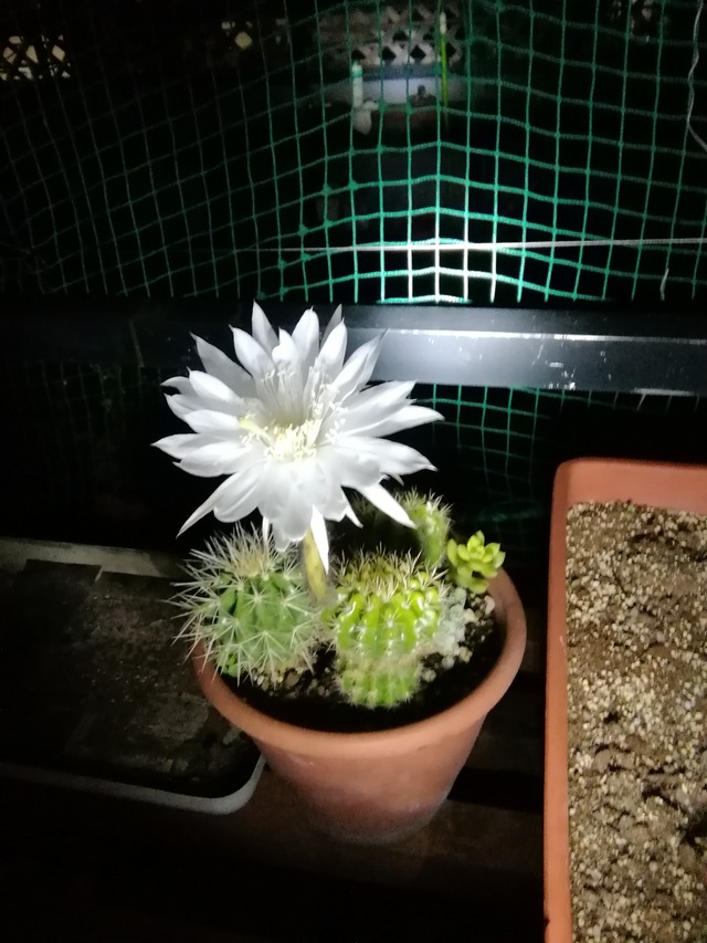 百均で買ったサボテンに白い花が咲きました ぶんちゃんの日記
