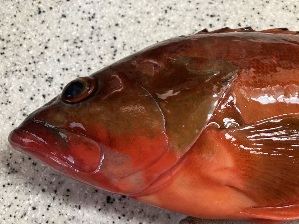ぶんちゃんの日記 : 高級魚 キジハタ(アコウ)