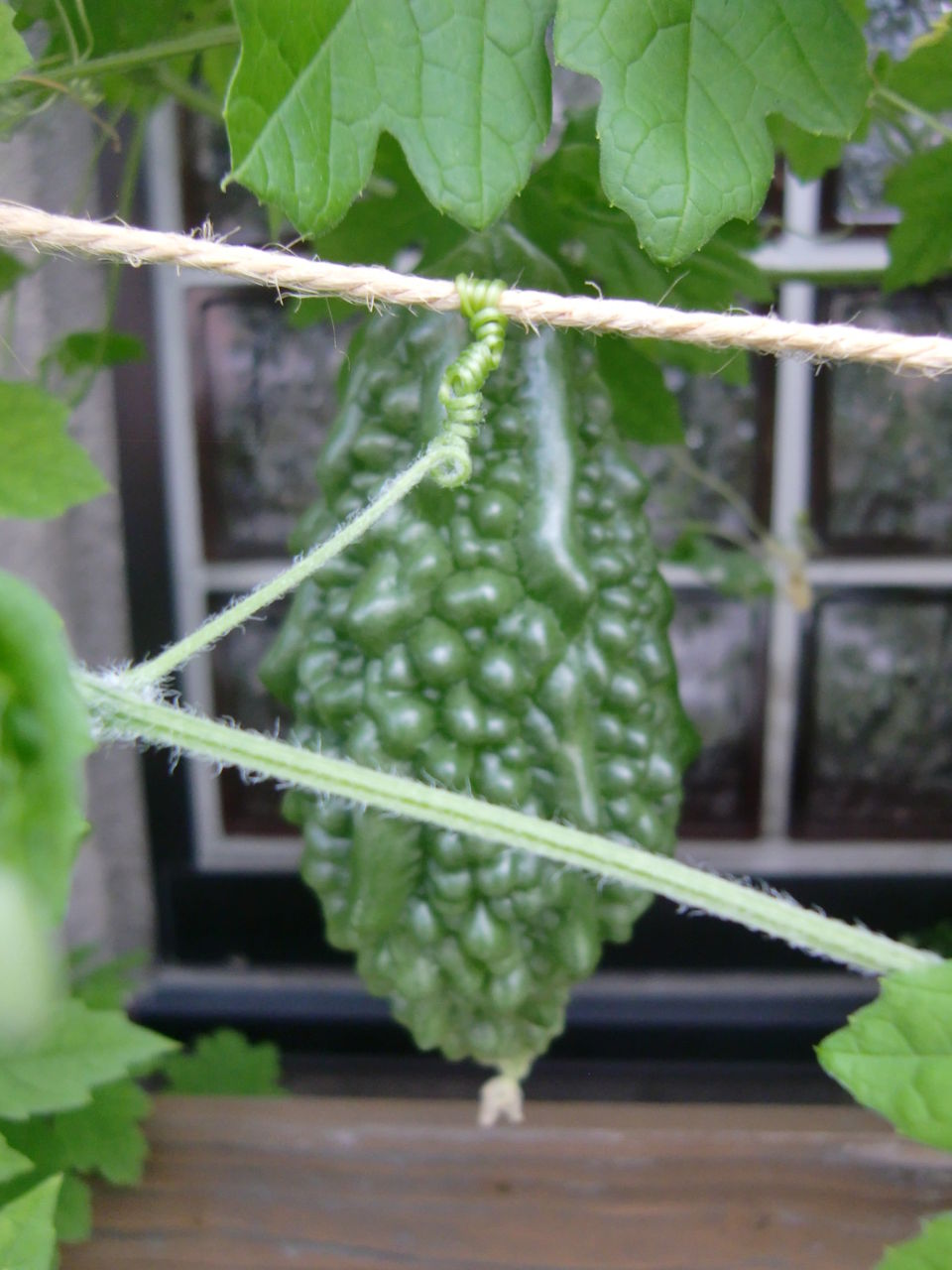 カーク３０００プラス ドリンク剤 ぶんちゃんの日記