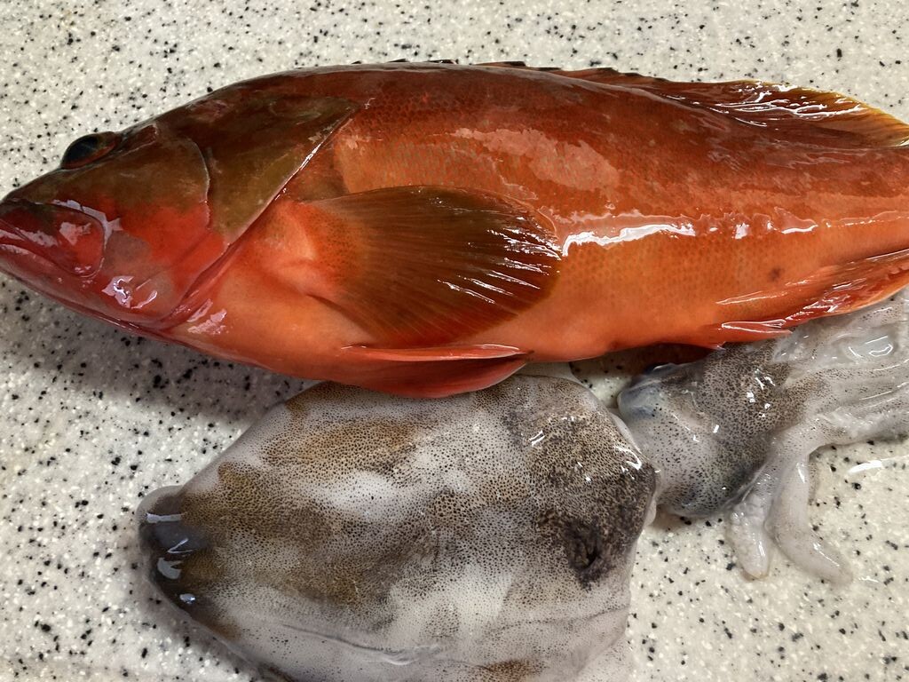 ぶんちゃんの日記 : 高級魚 キジハタ(アコウ)