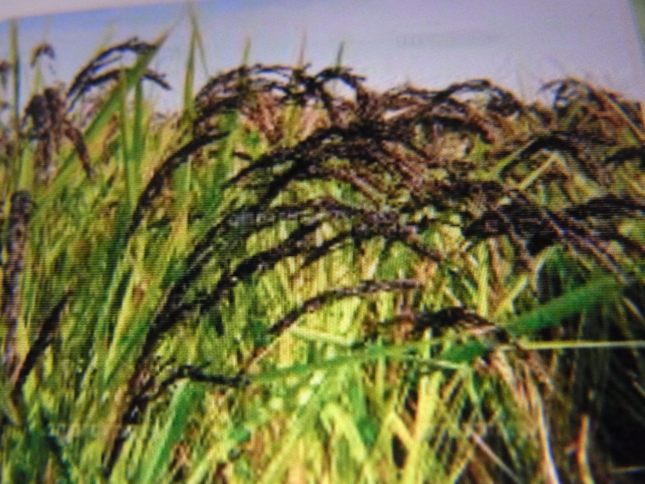 落し水 文ちゃんの更科日記
