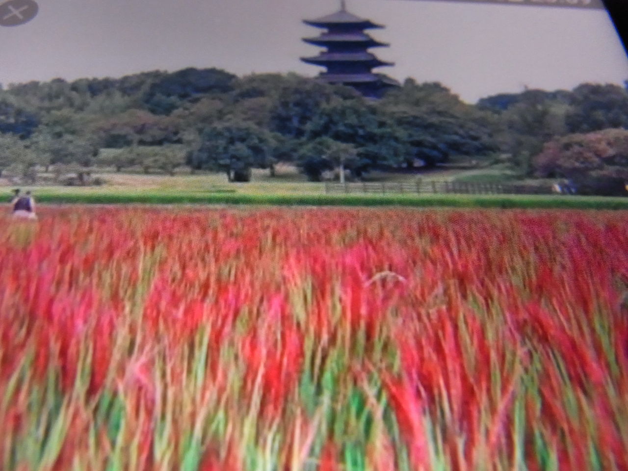 落し水 文ちゃんの更科日記