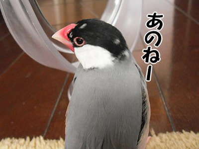 ブンチョ日誌