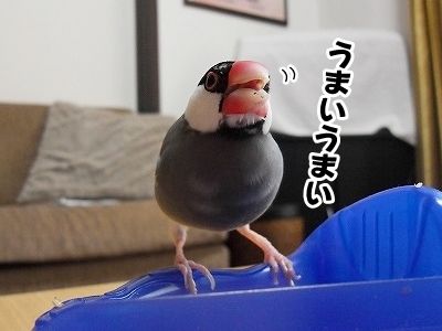 ブンチョ日誌
