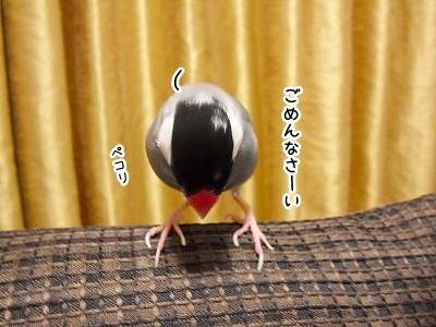 ブンチョ日誌