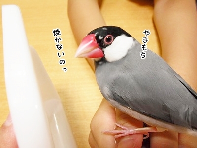 ブンチョ日誌