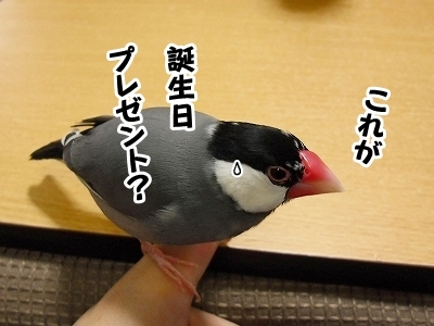 ブンチョ日誌