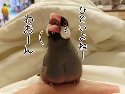 s-CIMG7488