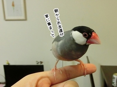 ブンチョ日誌