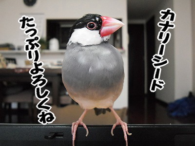 ブンチョ日誌