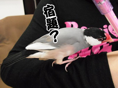 ブンチョ日誌