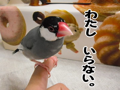 ブンチョ日誌