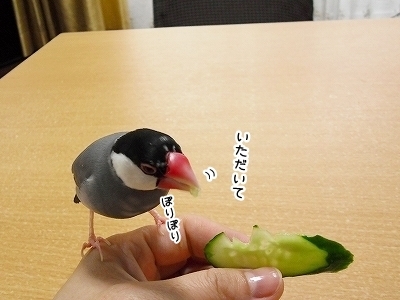 ブンチョ日誌