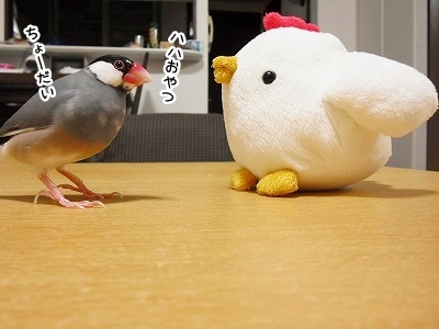ブンチョ日誌