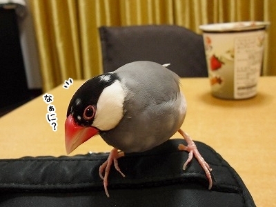 ブンチョ日誌