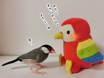 ブンチョ日誌