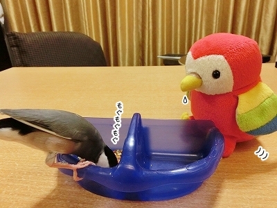 ブンチョ日誌