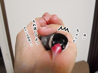 ブンチョ日誌