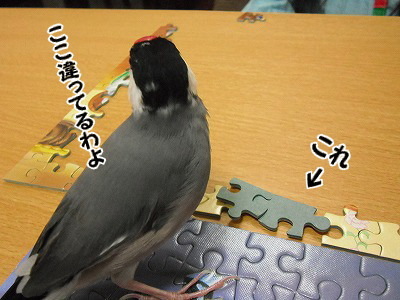 ブンチョ日誌